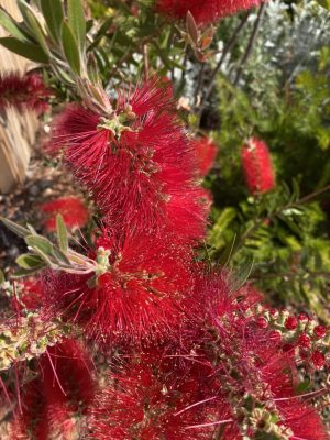 468458483_122147393180330614_6010738613687881767_n